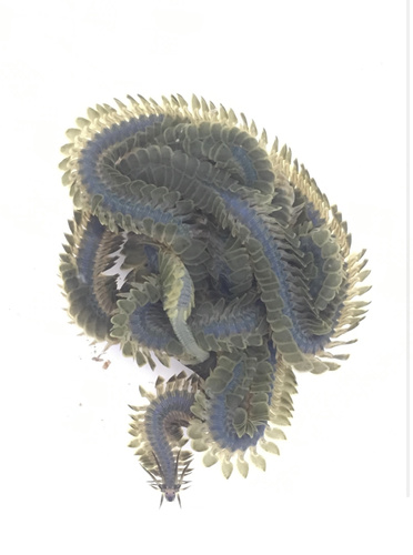 Phyllodoce lamelligera