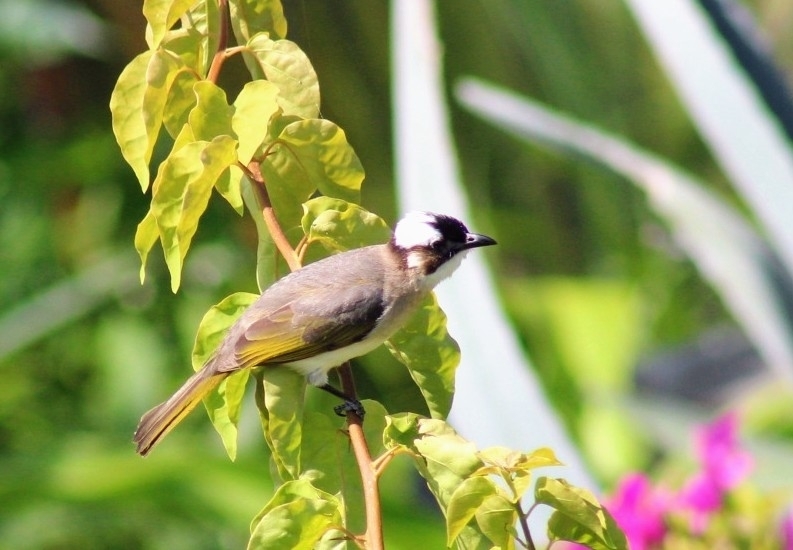 Light-vented Bulbul from 723 Ishikawa, Motobu, Kunigami District ...