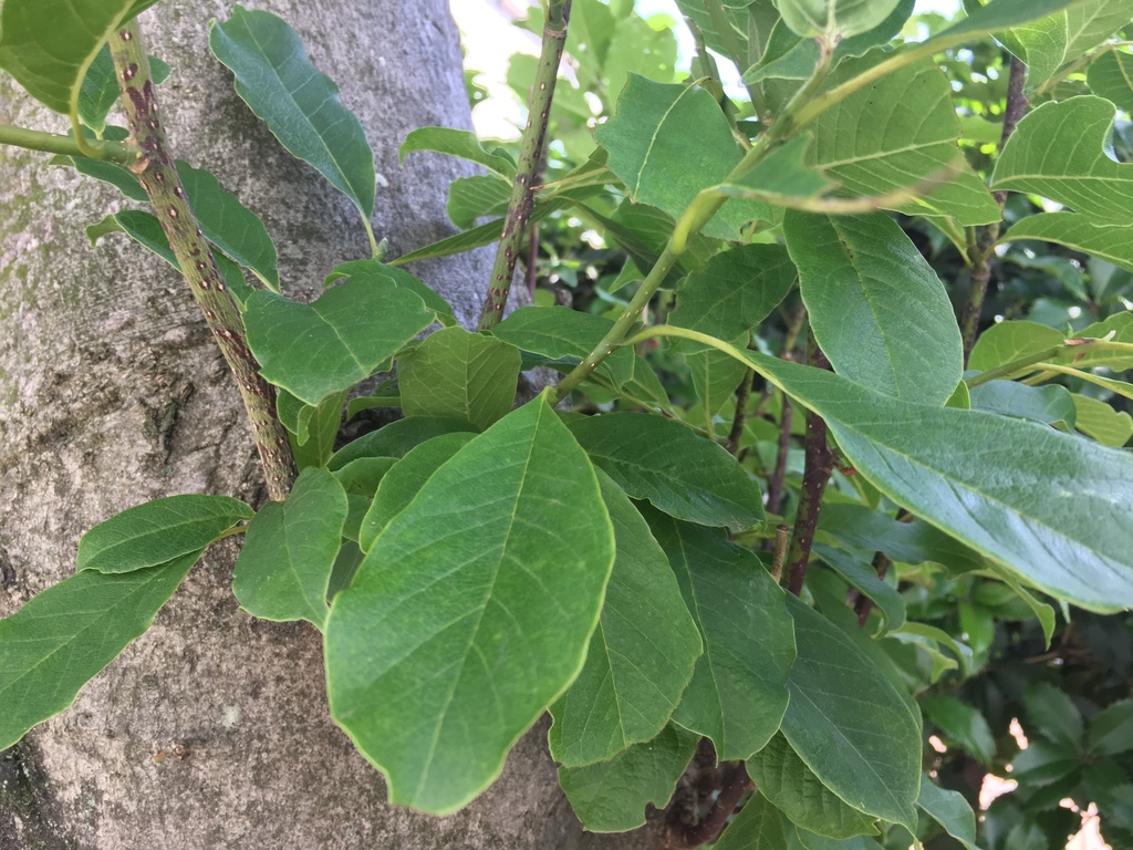 Magnolia praecalva (Magnolia praecalva)