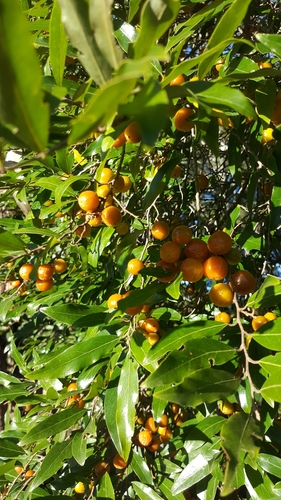 Petalostigma triloculare Müll.Arg.