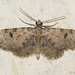 Eupithecia pantellata - Photo (c) Valter Jacinto，保留所有權利