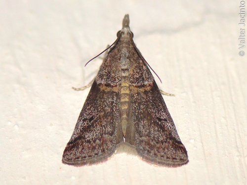 Acrobasis obliqua