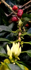 Coffea arabica image