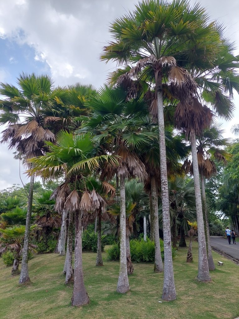 Copernicia berteroana from Jardin Botanico, Santo Domingo, República ...