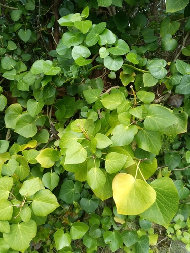 Azores Ivy