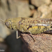 Calliptamus barbarus barbarus - Photo (c) Valter Jacinto, כל הזכויות שמורות