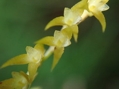 Frondaria caulescens image