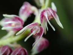 Epidendrum coryophorum image