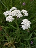 Common Yarrow Complex - Photo (c) gdeheij, all rights reserved