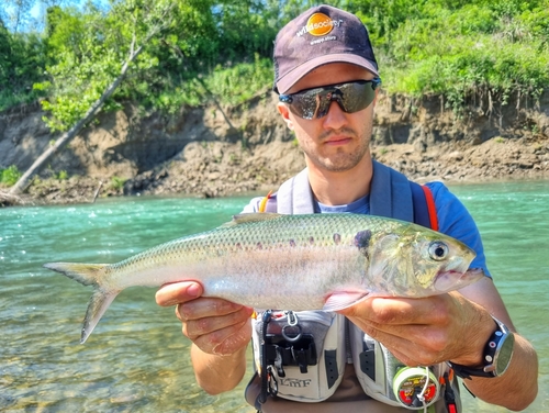 Twaite Shad