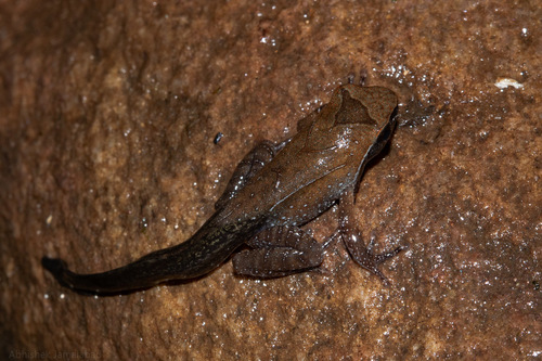 Megophrys oreocrypta