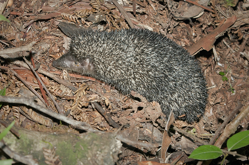 Greater Hedgehog Tenrec