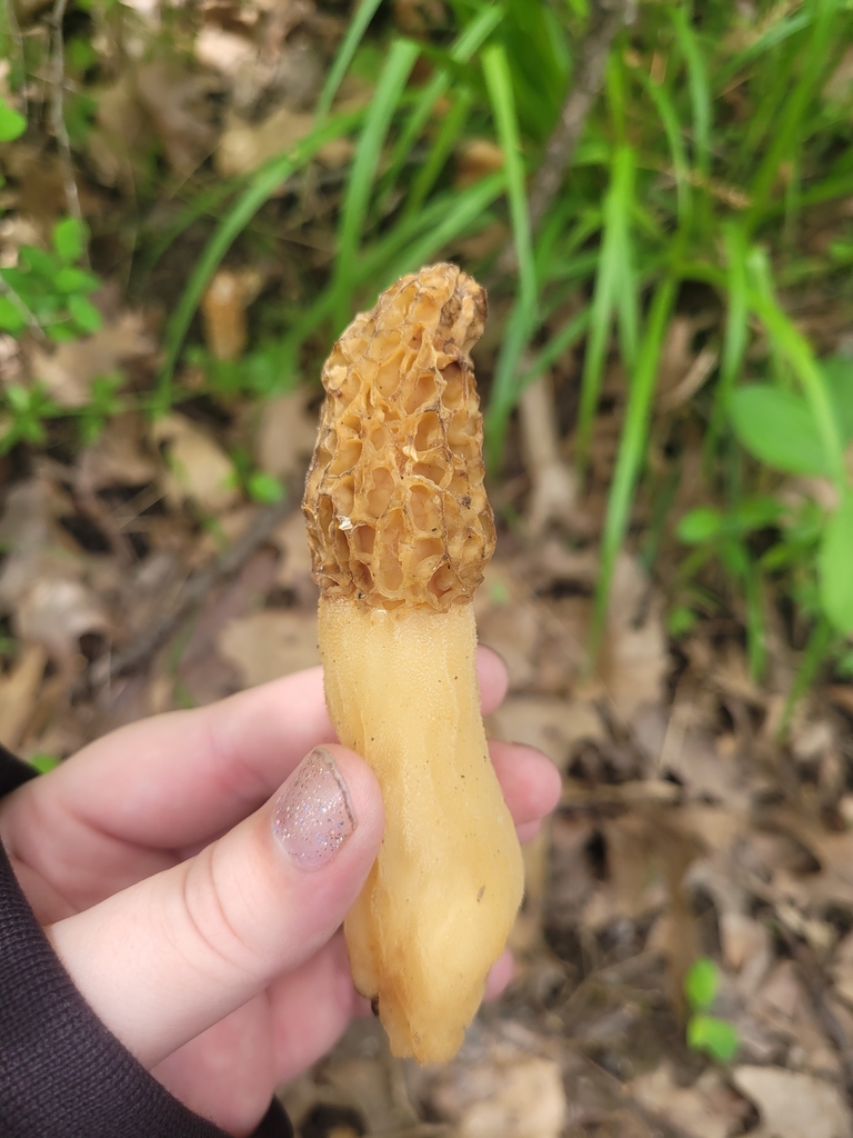 true morels from Chicago, IL 60706, USA on May 22, 2022 at 0142 PM by