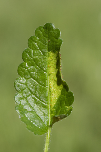 Puccinia betonicae