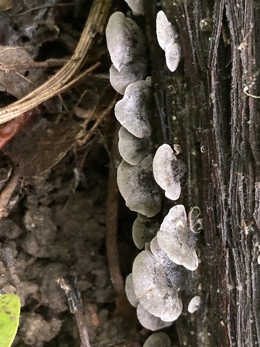 Resupinatus trichotis (Photo 2 of 12)