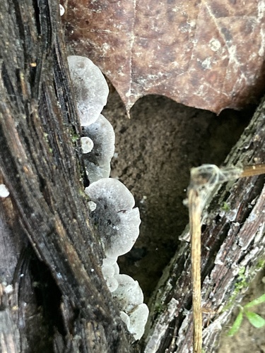 Resupinatus trichotis (Photo 3 of 12)