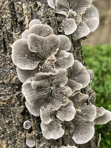 Resupinatus trichotis (Photo 4 of 12)