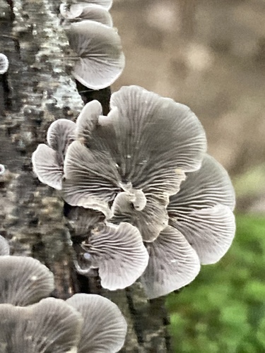 Resupinatus trichotis (Photo 5 of 12)