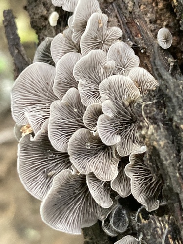 Resupinatus trichotis (Photo 6 of 12)