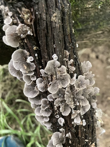 Resupinatus trichotis (Photo 7 of 12)