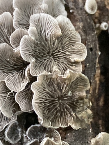 Resupinatus trichotis (Photo 8 of 12)