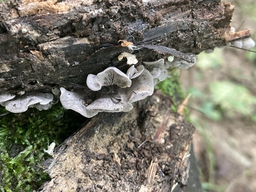 Resupinatus trichotis (Photo 9 of 12)