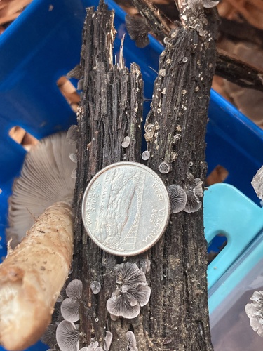 Resupinatus trichotis (Photo 11 of 12)