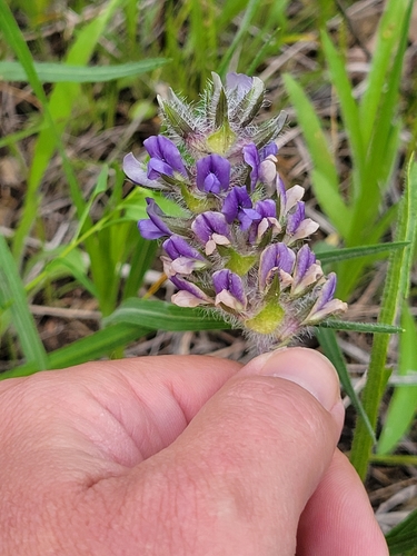 breadroot scurf pea