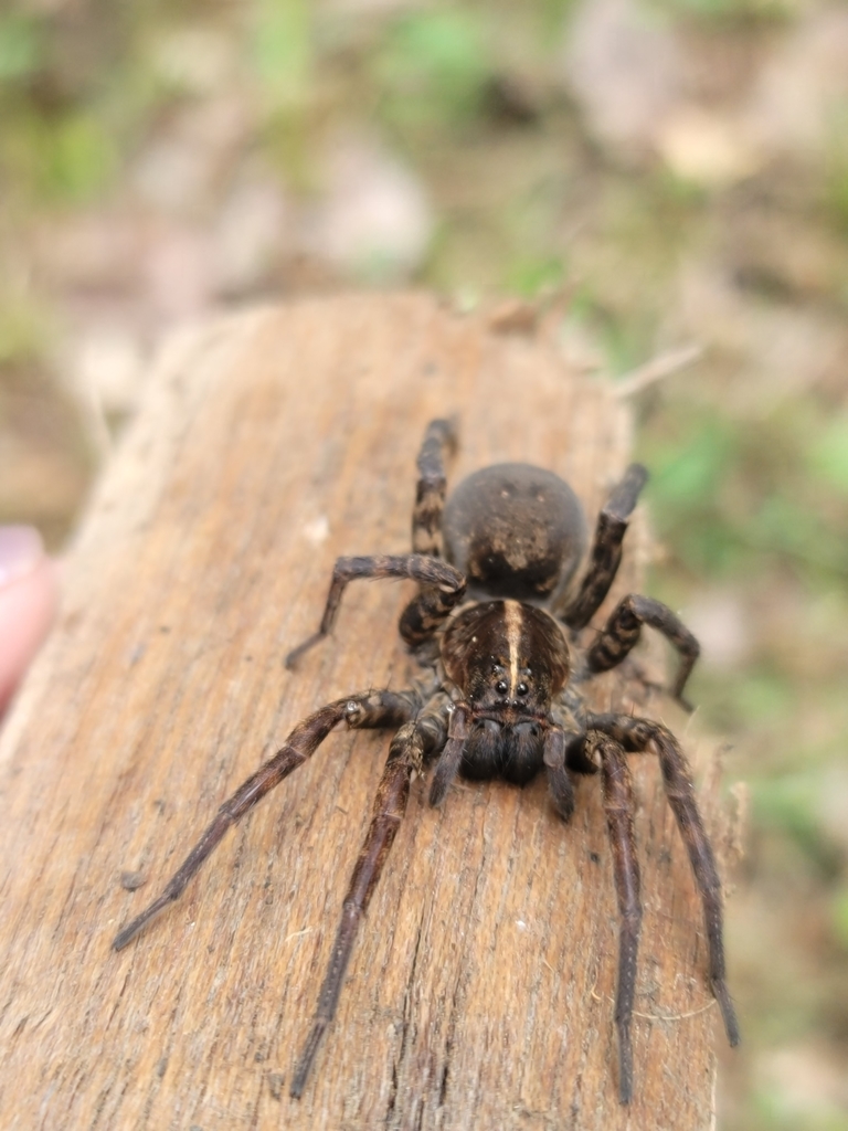 Georgia Wolf Spider from Patriot, OH, USA on May 22, 2022 at 01:44 PM ...