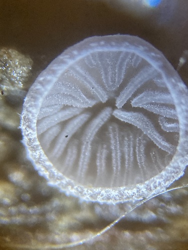 Resupinatus trichotis (Photo 12 of 12)