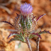 Birdcage Thistle - Photo (c) Valter Jacinto, all rights reserved, uploaded by Valter Jacinto