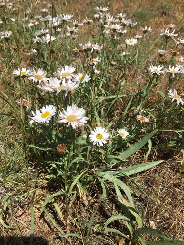 Erigeron eatonii A.Gray