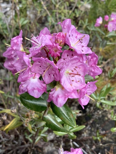 Kalmia microphylla var. occidentalis