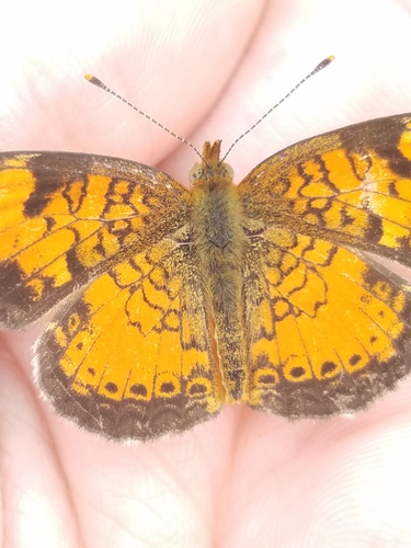 photo of Northern Crescent (Phyciodes cocyta)