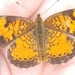 photo of Northern Crescent (Phyciodes cocyta)