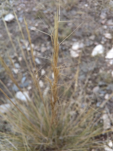 Aristida purpurea var. curvifolia