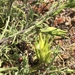 Cordylanthus rigidus littoralis - Photo (c) mmccarty, כל הזכויות שמורות
