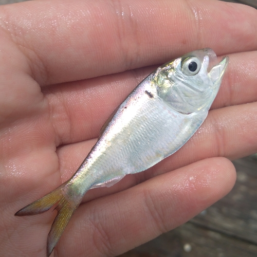 Brevoortia patronus Goode, 1878