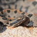 Western Pygmy Rattlesnake - Photo (c) Kyran Leeker, all rights reserved, uploaded by Kyran Leeker