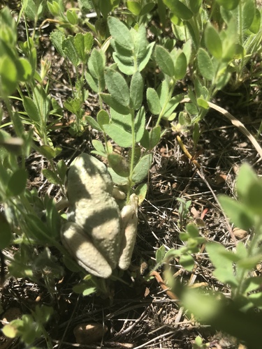 iNaturalist observation photo of Pacific chorus frog