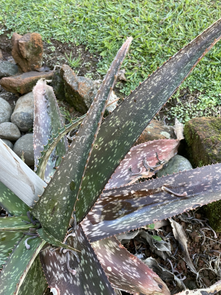 Aloe pruinosa  iNaturalist
