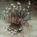 Indian Lionfish - Photo (c) Halvard Aas Midtun, all rights reserved, uploaded by Halvard Aas Midtun