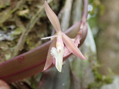 Epidendrum filamentosum image