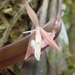 Epidendrum filamentosum - Photo (c) Rudy Gelis, todos los derechos reservados, uploaded by Rudy Gelis