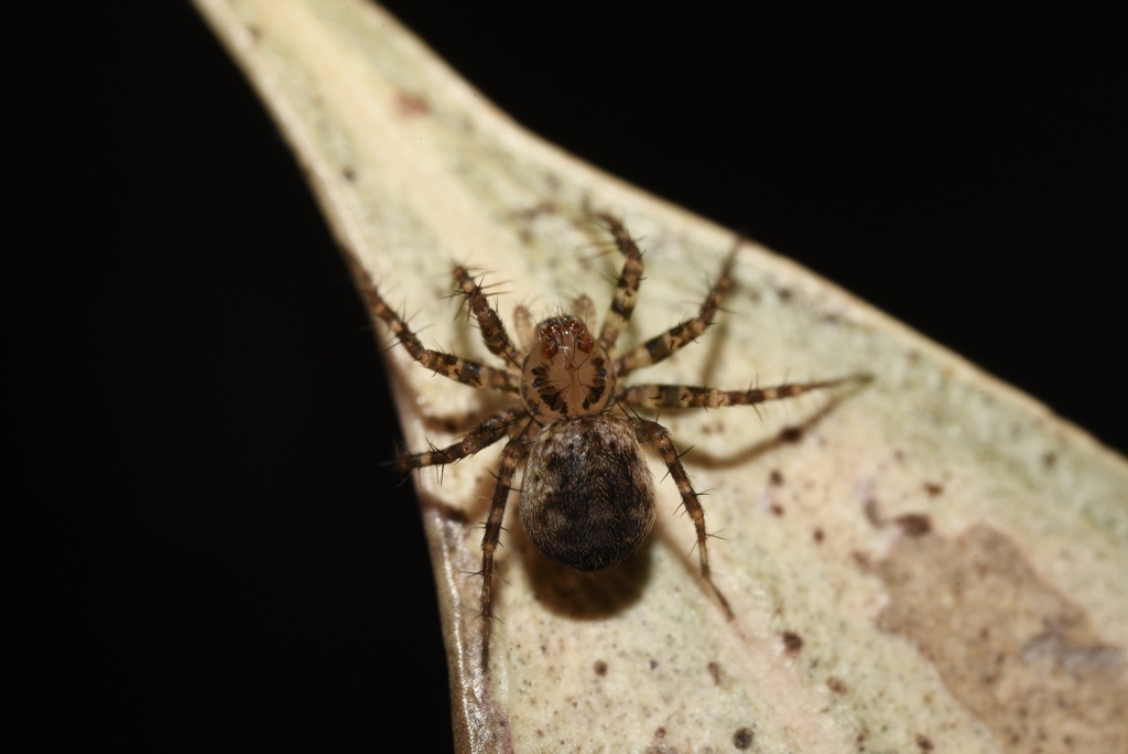 Laestrygones from Uralla Nature Reserve, Trafalgar South, VIC, AU on ...