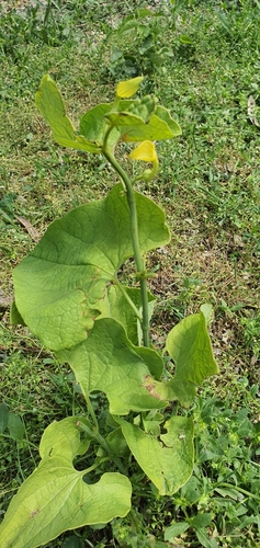 Birthwort