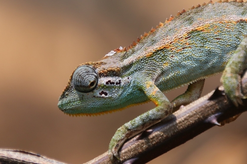 Montane side-striped chameleon