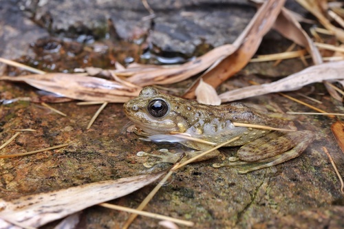 Amolops wuyiensis (Liu & Hu, 1975)