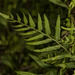 鱗蓋鳳尾蕨 - Photo 由 Konstantinos Kalaentzis 所上傳的 (c) Konstantinos Kalaentzis，保留所有權利