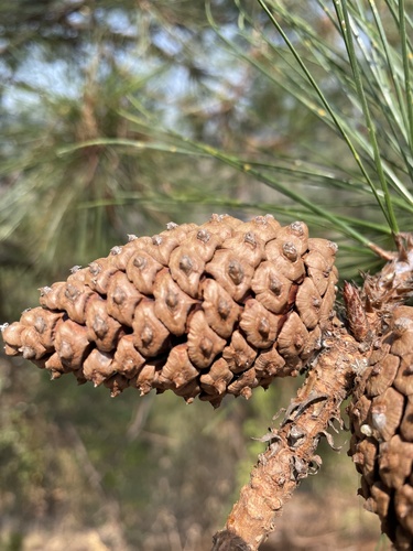 Lawson's pine